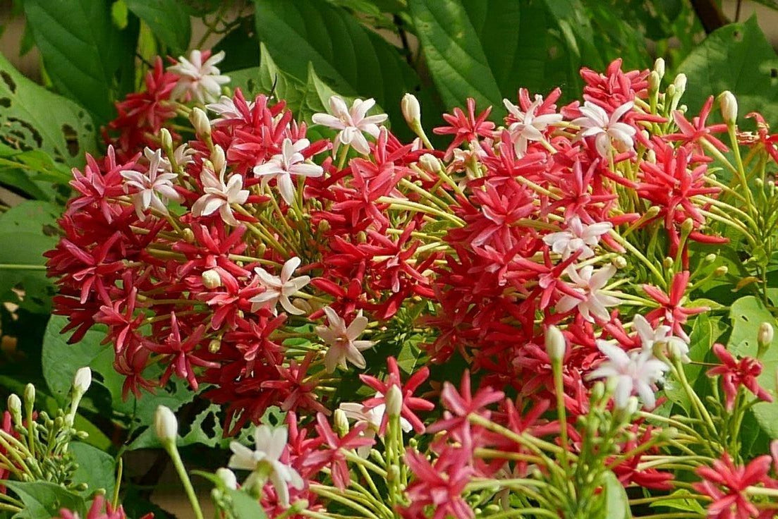 Discover the Most Intensely Fragrant Madhumalti in the World – Nyassa