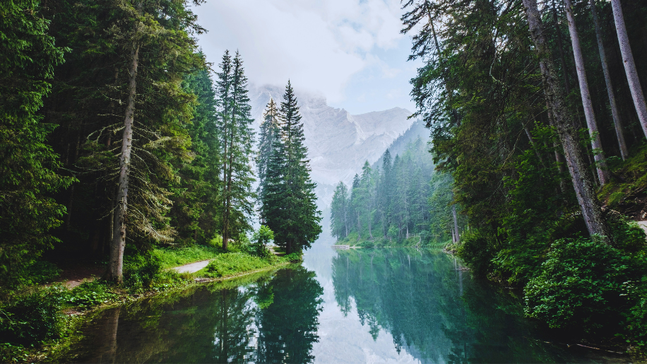 The Scent of Nature - The Forest Sojourn